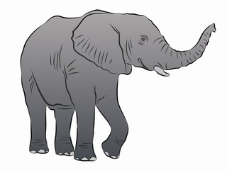Obraz premium illustration of elephant, vector drawing