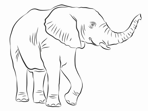 illustration of elephant, vector drawing