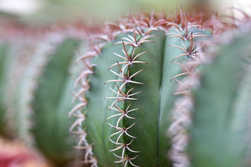 Cactus is the succulent plant with many different shapes of spines. Its native is in desert. People grow cactus for decorate in their garden, glasshouse or greenhouse