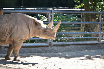 Nashorn Safari