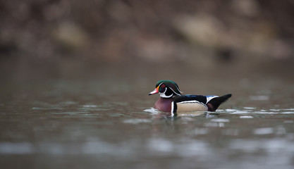 Wood Duck
