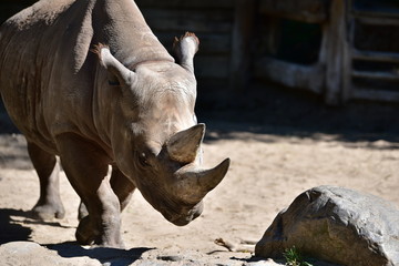 Nashorn Safari