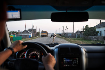 Cows and a truck on a village road. View through a windshield.