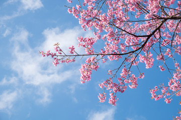 Wild Himalayan Cherry blossoms and blue sky in Khunwang, Chiang Mai, Thailand.
