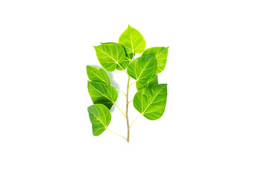 Obraz premium Green leaf Pho leaf, (bo leaf,bothi leaf) solated on white background.