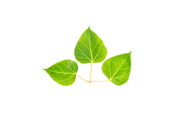 Green leaf Pho leaf, (bo leaf,bothi leaf) solated on white background.