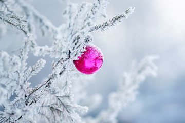 festive fir branch covered with white frozen frost and bright shiny Christmas ball toy
