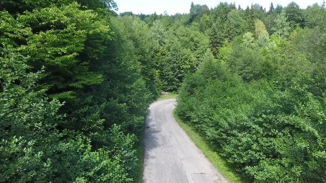 автогонка в горном лесу