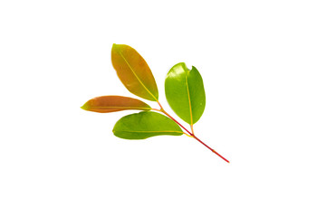 Fototapeta na wymiar Fresh Green leaves isolated on white background