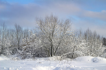 trees under the snow winter landscape