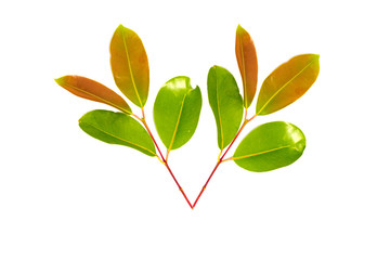 Fresh Green leaves isolated on white background