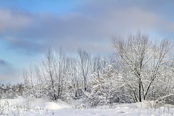 trees under the snow winter landscape