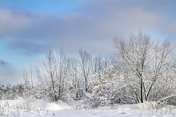 Fototapeta na wymiar trees under the snow winter landscape