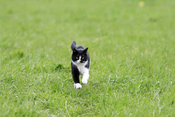 Obraz na płótnie Canvas cute young cat running on a green juicy meadow