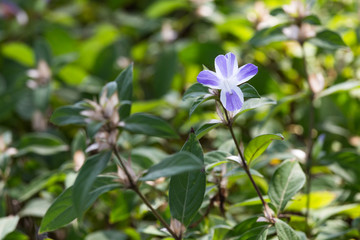 Philippine violet, Bluebell barleria, Barleria cristata Lavender Lace: flowers, medicinal properties.