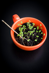 Green sprouts in orange cup with spoon. Vegetarian food on black