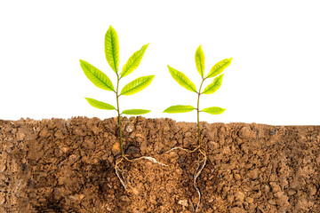 Growing plant with underground root visible on white background