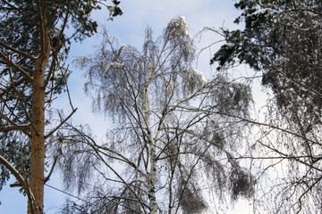 trees under the snow winter landscape