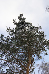 trees under the snow winter landscape