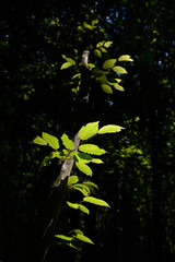 hornbeam leaves in the rays of the sun