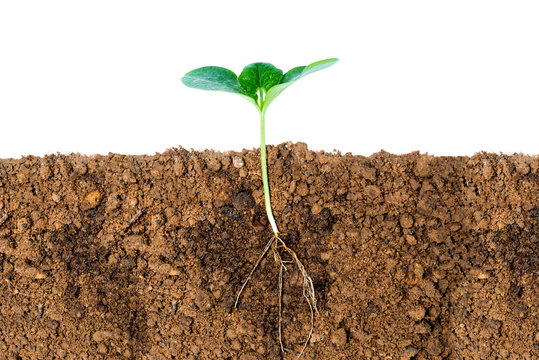 Growing plant with underground root visible on white background
