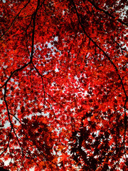 Red leaves in Kyoto