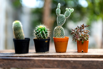small cactus on wood table and blur background