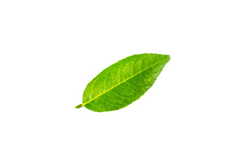 Fresh lime leaf isolated on white background.Orange Leaves.Kaffir leaf.