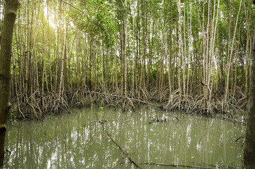 Mangrove forests on the coast.