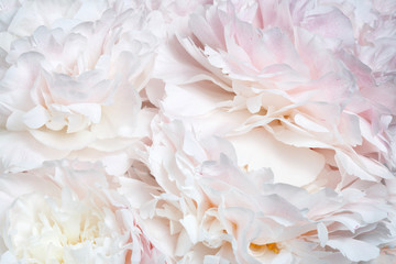 Abstract floral wallpaper from peony flowers. - obrazy, fototapety, plakaty