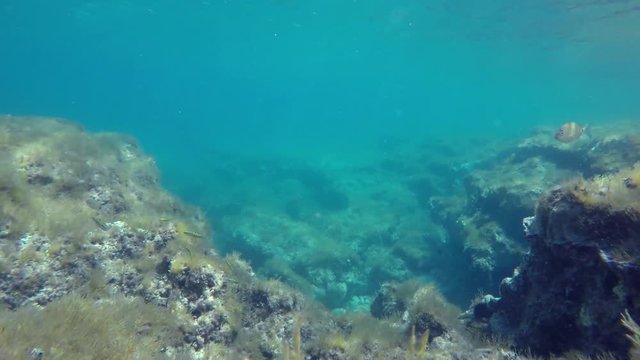 Turquoise collor open waters in the Mediterranean Sea, with many fish species that crosses the image. Video made in Sicily, Italy.