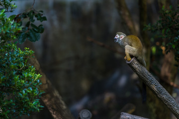 Squirrel monkeys are New World monkeys of the genus Saimiri. They are the only genus in the...