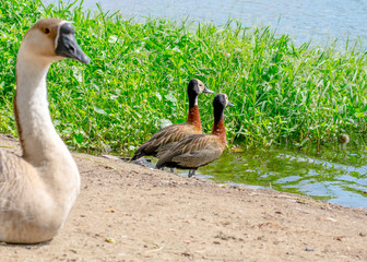 Jacarei Lake