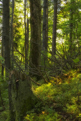 fairy forest of virgin forests in the Carpathian Mountains