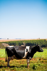 Vaca leiteira com espaço vazio na parte de cima da foto