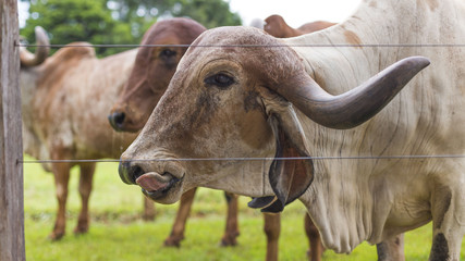 Vaca Gir de lado com língua de fora