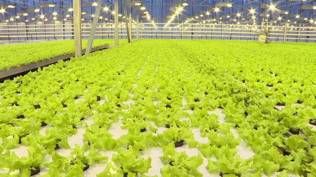 Cultivation of greens and vegetables in a greenhouse.Agriculture.