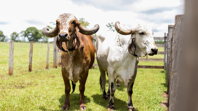 Duas vacas Gir olham para fora da foto