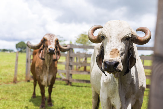 Duas vacas Gir olham para a c&acirc;mera