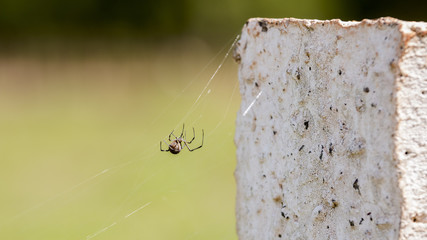 Aranha caminha por uma teia