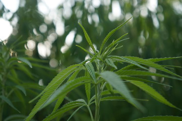 Cannabis plant on farm, blossom, closeup