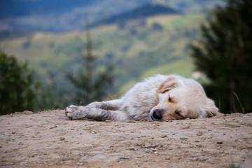 Sleeping cute dog on the ground