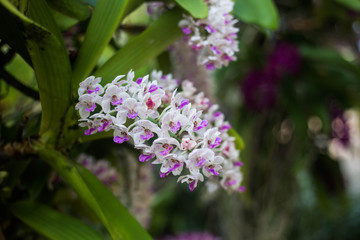 Rhynchostylis gigantea orchid in garden