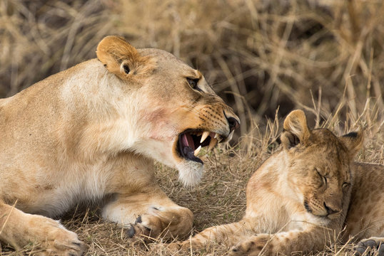 Lioness and cub (Panthera leo), Serengeti National Park, Tanzania