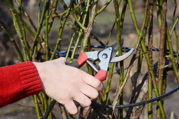 Gardener with garden pruning scissors pruning  roses.