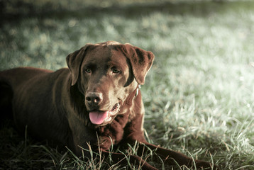 Labrador
