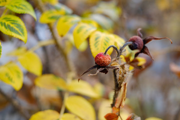 Weathered and withered rose seed pod in autumn ready for Spring growth