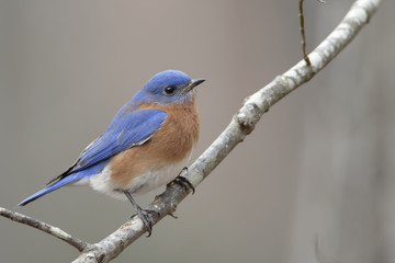 Bluebird Perched on Tree Branch