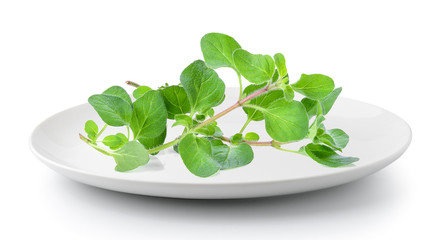 oregano herb in plate isolated on a white background