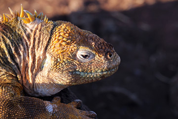 Wilde Riesenechsen auf den Galapagos Inseln